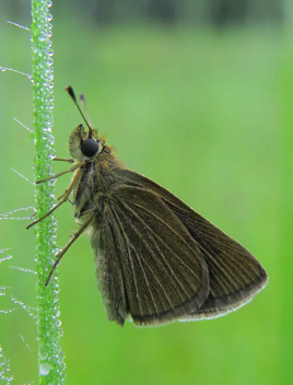 Swarthy Skipper